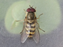 Hageblomsterflue (Syrphus ribesii)