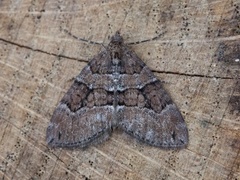 Chestnut-coloured Carpet (Thera cognata)