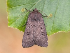 Krattfly (Graphiphora augur)