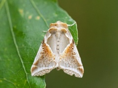 Prakthalvspinner (Habrosyne pyritoides)