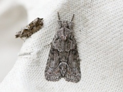 Marbled Grey (Bryophila raptricula)