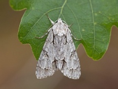 Grey Dagger (Acronicta psi)