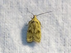 Agonopterix arenella