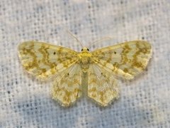 Small Yellow Wave (Hydrelia flammeolaria)