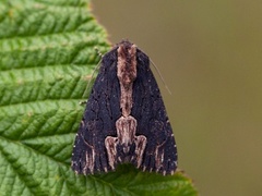 Bird's Wing (Dypterygia scabriuscula)