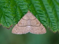 Gulbrunt viftefly (Paracolax tristalis)