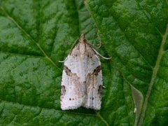 Sumpbladvikler (Clepsis spectrana)