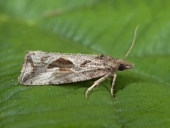 Svinerotstilkvikler (Endothenia quadrimaculana)