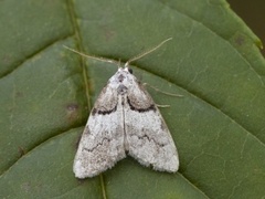 Båndduskfly (Nola cucullatella)