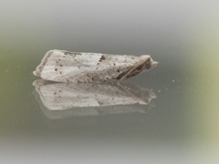 Hvit kveldvikler (Epinotia bilunana)