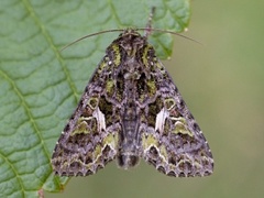 Orache Moth (Trachea atriplicis)