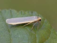 Blygrå lavspinner (Eilema lurideola)