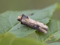 Dobbeltpunktfly (Axylia putris)