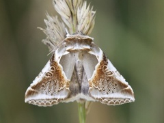 Buff Arches (Habrosyne pyritoides)