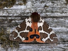 Garden Tiger (Arctia caja)