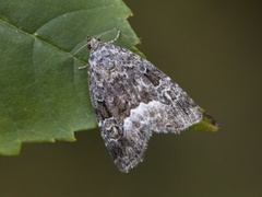 Marbled White Spot (Deltote pygarga)