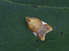 Rød flatvikler (Acleris holmiana)