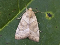 The Dun-bar (Cosmia trapezina)