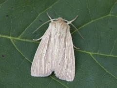 Brungult gressfly (Mythimna impura)