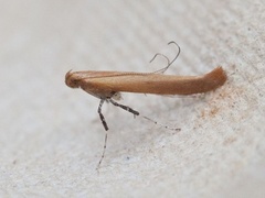 Caloptilia rufipennella