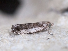 Svartflekket kveldvikler (Epinotia ramella)