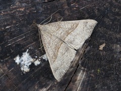 Snout (Hypena proboscidalis)
