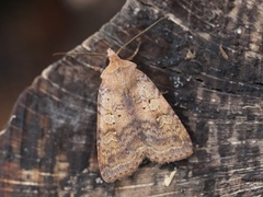 Barred Chestnut (Diarsia dahlii)