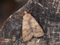 Augustteglfly (Diarsia dahlii)