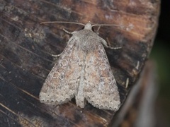 Rødlig løvfly (Parastichtis suspecta)