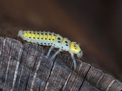 Orange Ladybird (Halyzia sedecimguttata)
