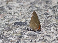 Almestjertvinge (Satyrium w-album)