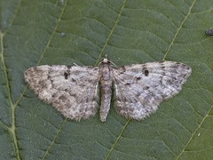 Cloaked Pug (Eupithecia abietaria)