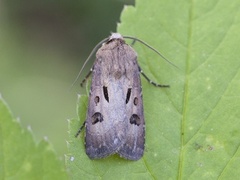 Heart and Dart (Agrotis exclamationis)