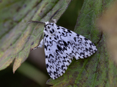 Black Arches (Lymantria monacha)