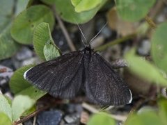 Chimney Sweeper (Odezia atrata)