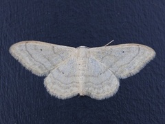 Bueengmåler (Idaea straminata)