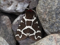Garden Tiger (Arctia caja)