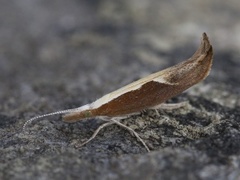 Honeysuckle Moth (Ypsolopha dentella)