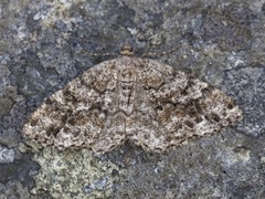 Satin Beauty (Deileptenia ribeata)