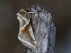 Buff Arches (Habrosyne pyritoides)