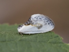 Slåpetornsigdvinge (Cilix glaucata)