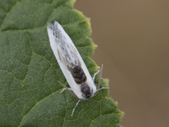 Slåpetornsigdvinge (Cilix glaucata)