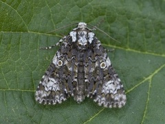 The Coronet (Craniophora ligustri)