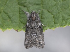 Marbled Grey (Bryophila raptricula)