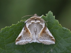 Buff Arches (Habrosyne pyritoides)
