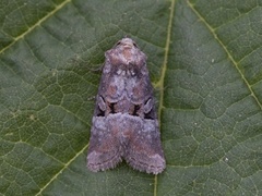 Rødlig strandengfly (Litoligia literosa)