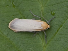Buff Footman (Eilema depressa)