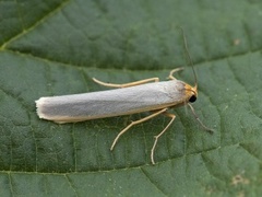 Sølvgrå lavspinner (Eilema complana)