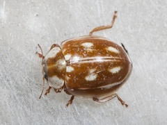 Striped Ladybird (Myzia oblongoguttata)