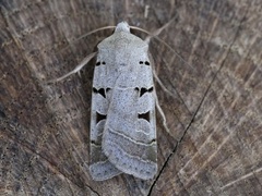 Autumnal Rustic (Eugnorisma glareosa)